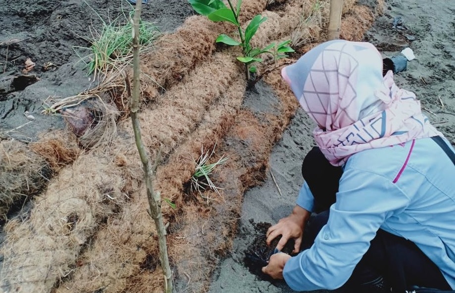 We Built Environmentally Friendly Sea Walls from Coconut Husk. Here’s What We Learned