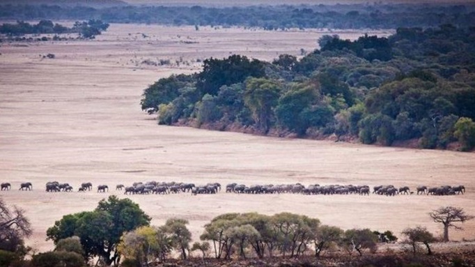 Kisah Penyebaran Fauna di Bumi pada Zaman Plestosen